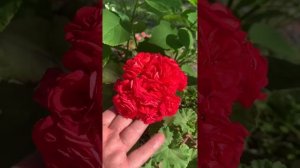 Пеларгония 🌟Ю- Анна Каренина 🌺в открытом грунте