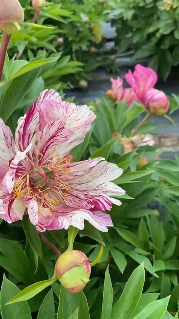 Пион Anderson’s Kaleidoscope #пионы #пионандерсонкалейдоскоп #н? смотреть онлайн