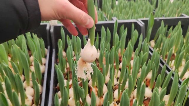 Выгонка 30 тысяч тюльпанов. Теплица Юрия Павловича🧅🌷