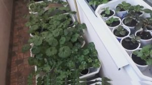 Моя рассада герани. Как выглядит посеянная семенами и укоренённая черенками.