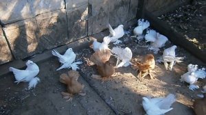 статные голуби