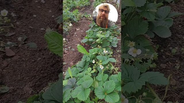 Время яркого вкуса //Клубника Псков Сентябрь/