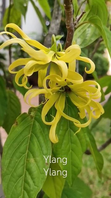 Иланг-иланг. Ylang-ylang.