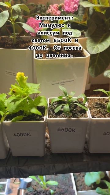 Эксперимент #растения #цветы #рассада #алиссум #мимулю? смотреть онлайн