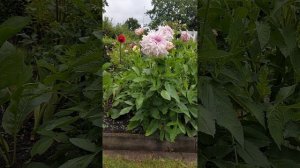 🌺   Крупноцветковые георгины.  Dahlie  "Shiloh Noelle".   🌺