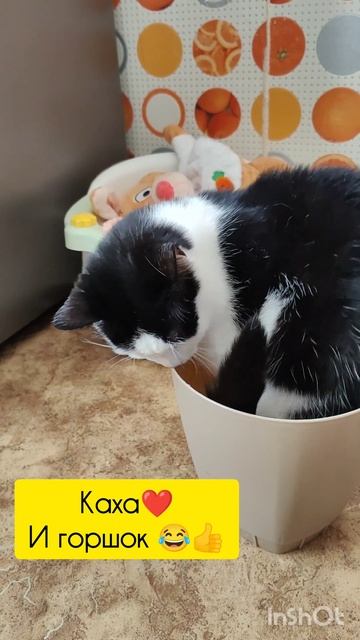 Посадили кота😂И не вырос нифига😂Каха красава👍Моя ? смотреть онлайн