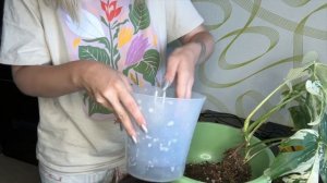 Монстера Альба: сажаем на тотем