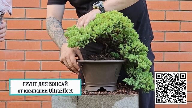 Новый горшок для можжевельника @Studio.Bonsai