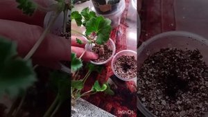 Черенкование пеларгонии.ЮВ Византия.