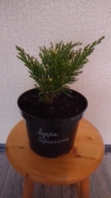 Можжевельник Андорра Вариегата: обзор