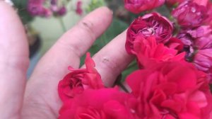 Юзис Гранатовый браслет. Рубрика крупным планом.