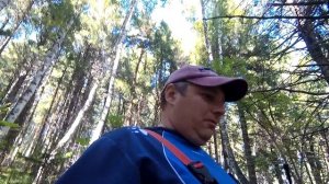 СБОР КЕДРОВЫХ ШИШЕК /КЕДРОВЫЙ ОРЕХ В ШУШЕНСКОМ