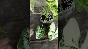 Алоказия Мишольца (Фрайдек) вариегатная.