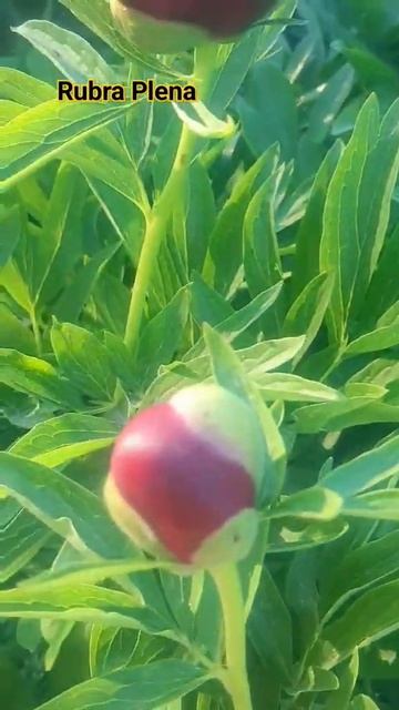Півонія Rubra Plena,РубраПлена