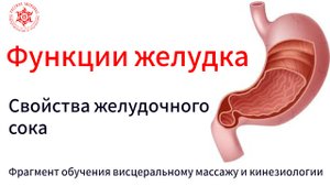 Функции желудка. Свойства желудочного сока. Фрагмент обучения висцеральному массажу и кинезиологии