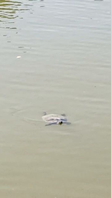 Черепахи в пруду Пятигорска #summer смотреть онлайн