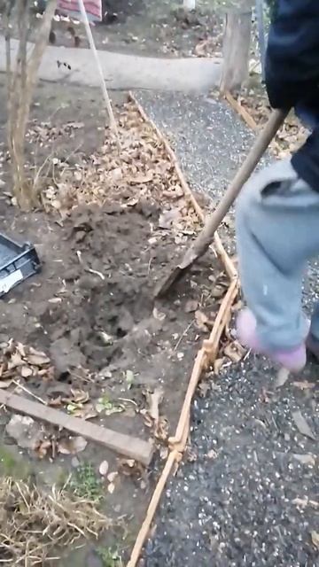 Подготовка к посадке тюльпанов. 6 декабря 2021 г. смотреть онлайн