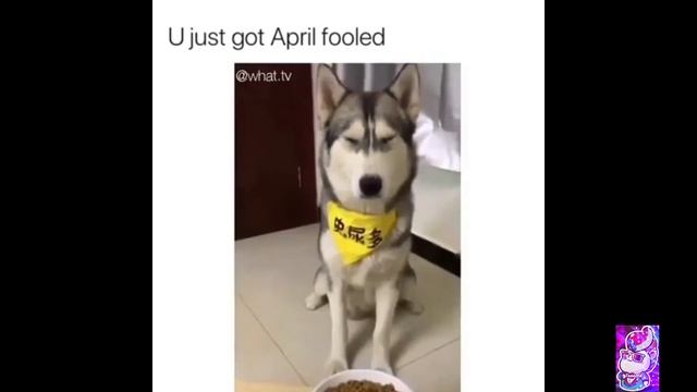 ПОДБОРКА НОВЫХ РУССКИХ ПРИКОЛОВ № 5 смотреть онлайн