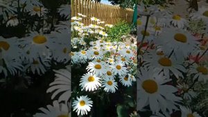 Ромашки садовые