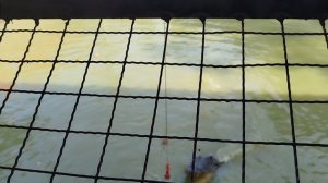 Кормим крокодилов.