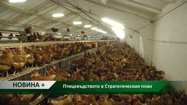 Новина плюс: Птицевъдството в Стратегическия план, ав? смотреть онлайн