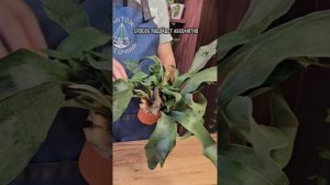 2 добавки в грунт для папоротников: такие им точно понр