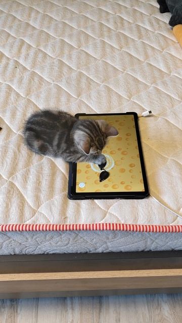 1000057646.mp4 смотреть онлайн