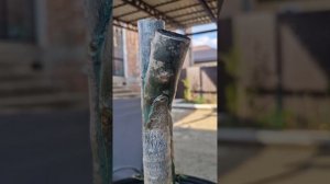 Прививка плюмерии, эксперимент