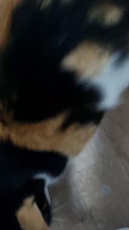 Трехцветная молодая кошка