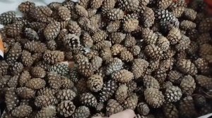 🌲Как собрать семена сосны горной Мугус,Пумилио,Голуб