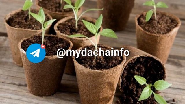 Выращивание рассады в торфяных горшках: плюсы и минус?