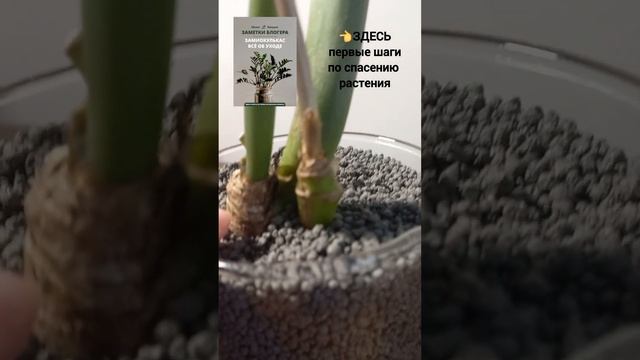 РЕАНИМАЦИЯ замиокулькаса БЕЗ КОРНЕЙ  в АКВАГРУНТЕ.  НА