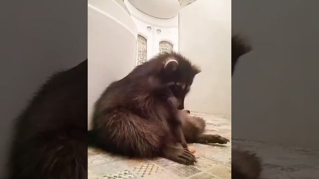 Енот Шанти и печенье смотреть онлайн