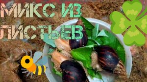 ✨🐌Улитки пробуют микс из листьев🐌✨