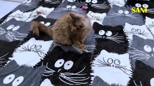 Голодная кошка заболела. Что же произошло? / SANI vlog