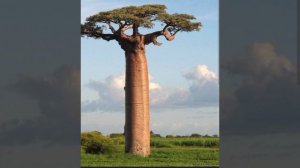 песня "баобаб"