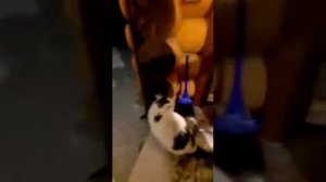 Кот в бане с хозяином.