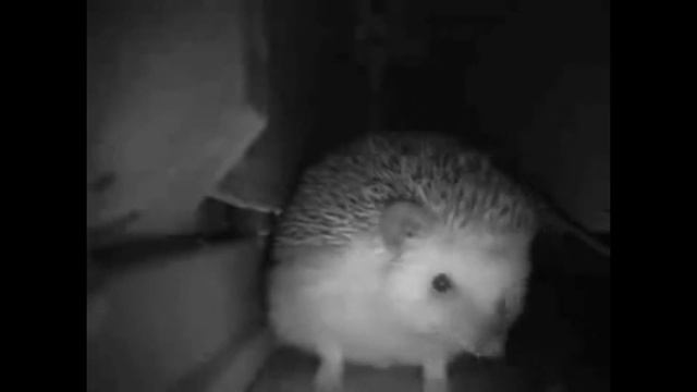 ёжик чихнул!!!!! ⠀⠀⠀⠀ смотреть онлайн