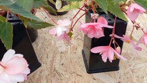 Бегония Шансон Розово-Белая(Begonia Shanson Pink-White)