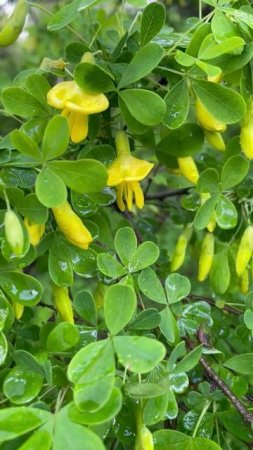Карагана древовидная или желтая акация #цветы #garden #садиогород #flowers