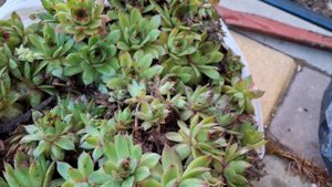 Размножение молодила и делоспермы вегетативными спос