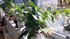 Важные условия для пышного цветения КЛЕРОДЕНДРУМА го?