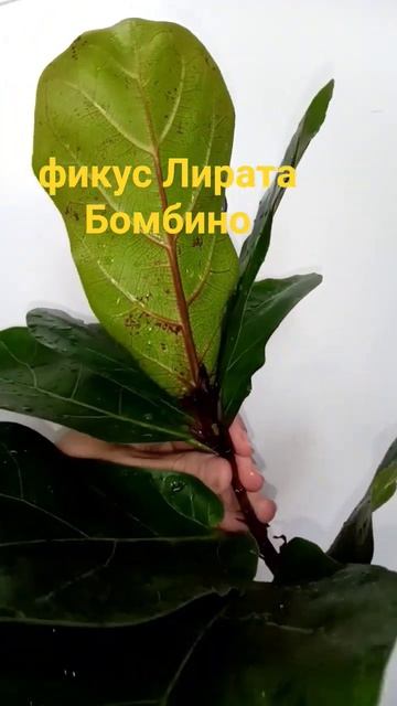 срез фикус Лирата Бомбино #фикус #укоренение