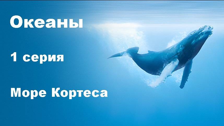 Океаны. Море Кортеса (1/8)