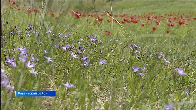 Жемчужина России «Воронцы зацвели» ГТРК Белгород Зо? смотреть онлайн