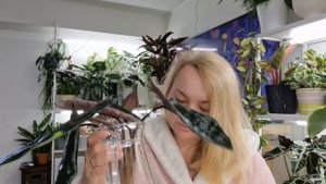 Алоказия скальпрум реанимация #plants #обзор #растения #gar