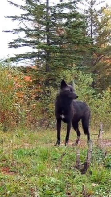 Чёрный волк The black wolf