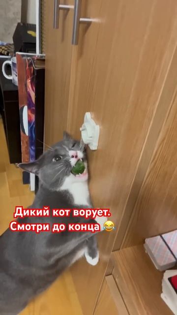 #смешныекотики #смешныеживотные #семьяблогеров #мята #