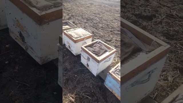 массовый облет пчел ,подкормка сухой и жид. смесью смотреть онлайн