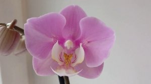 Первое цветение орхидеи "Taisuco Anna" (бабочка). 2024 год.🌺🌺?